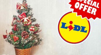 Da LIDL ora trovi gli abeti veri in offerta: da 6 a 10€ fino al 1° dicembre