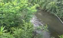 pesca
